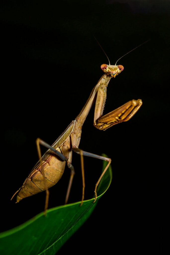 Una mantis religiosa verde sobre una rama