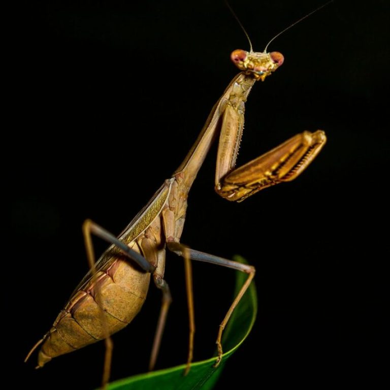 Una mantis religiosa verde sobre una rama